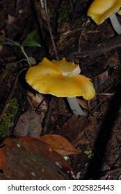 Gilled Mushroom. Basidiomycota. Fungi. Trinidad. 2010
