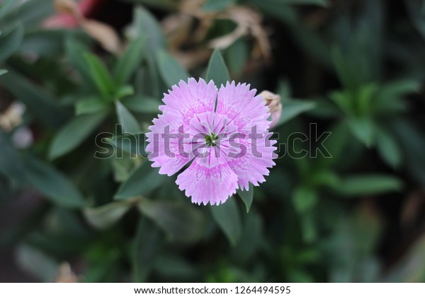 Gilliflower Gillyflower Carnation Similar Plant Genus Stock Photo (Edit ...