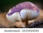 the gills on this mushroom are decadent