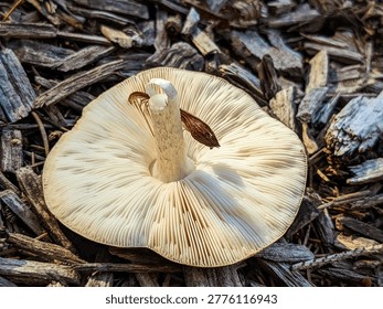 The gills on the underside of an upside down mushroom, laying on mulch.