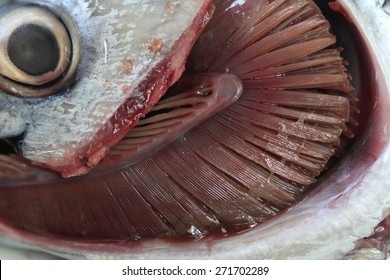 Gills of  tuna