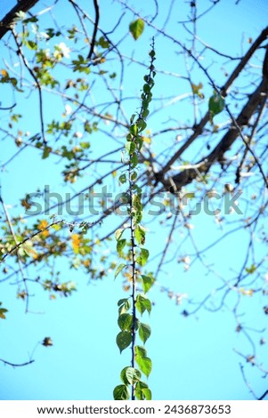 Giloy or Heart Leaved Moonseed Plant Against on Blue Sky