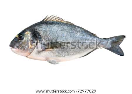 Gilt head bream or dorada fish isolated on white background