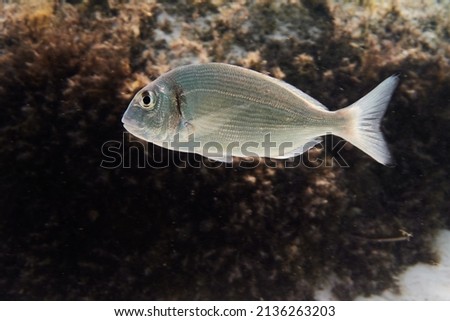  Gilt-head sea bream fish (Sparus aurata) underwater in Mediterranean sea, Lampedusa ,Italy