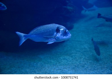 Gilt-head (sea) Bream (Sparus Aurata) 