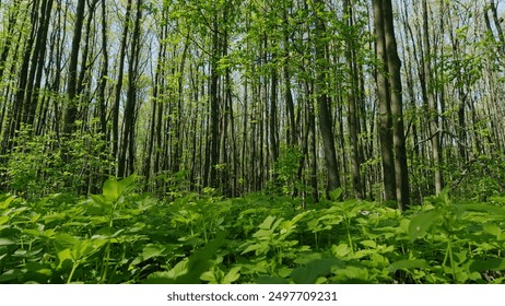 Gimbal Stabilize. Spring Summer Nature On A Sunny Day. Beautiful Forest With Green Leaves. Green Foliage Of Trees With Afternoon Sun. - Powered by Shutterstock