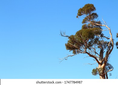 Gimlet Gum, Eucalyptus Salubris, Great Western Woodland's In Outback Western Australia.