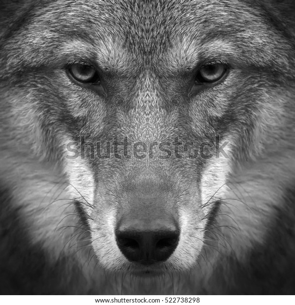 厳しいオオカミの女の魂を直視しろ 2歳の若いヨーロッパのオオカミ とても美しい動物で とても危険な動物の脅迫的な表情 白黒の画像 の写真素材 今すぐ編集