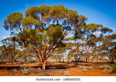 Gimlet Trees Eucalyptus Salubris. Rows Of Gimlets In Red Soil And Blue Sky. Shiny And Smooth Copper Colored Bark, The Fluted Corkscrew Stems Resemble A Carpenter’s Gimlet. Western Australian Arboretum