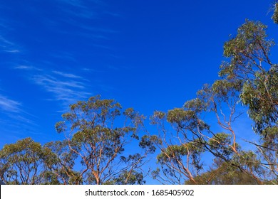 Gimlet Trees Eucalyptus Salubris. Shiny And Smooth Copper And Orange Colored Bark, Western Australia