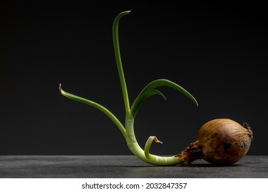 Gimmick pose of onion with leek growing against a modern contemporary kitchen gray studio backdrop. Studio agrarian vegetable and food industry still life. - Shutterstock ID 2032847357