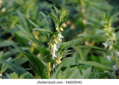 ごまの花 の写真素材 画像 写真 Shutterstock