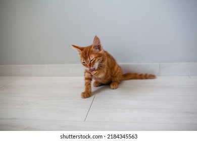 5 006件の 猫 顔 洗う の画像 写真素材 ベクター画像 Shutterstock