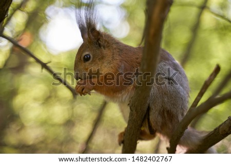 Ginger beautiful squirrel with fluffy fur takes from hands of human seeds and bites eating. Curious not timid hungry rodent is not afraid runs asks for food in Park. Sharp ears black small eyes.