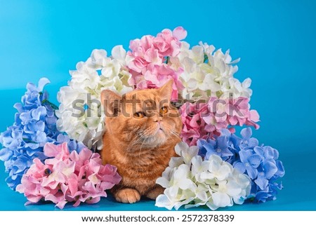 Similar – Image, Stock Photo Cute domestic British shorthair golden cat sitting on wooden surface in apartment and looking away