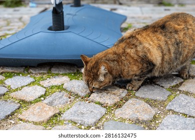 A ginger and brown tabby cat sniffs curiously along a cobblestone pavement, the cat's fur catching soft daylight as it explores the mossy stones, with the cat positioned near a folded blue umbrella base standing upright in the background