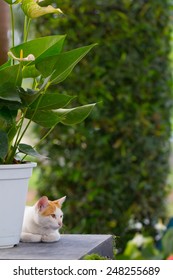 Ginger Cat