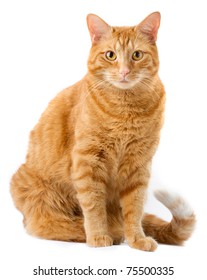 Ginger Cat