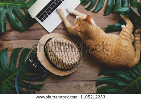 Ginger cat acts as human working on laptop computer on rustic wood grunge background with tropical leaves Monstera, hat and retro style camera, freelance work from home and digital nomad concepts.