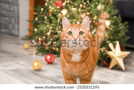 ginger cat against the background of a lying Christmas tree