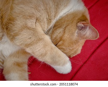 Ginger cat asleep with paw over face - Powered by Shutterstock