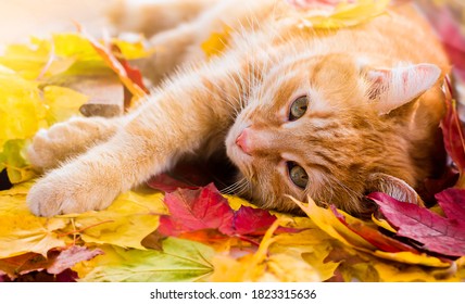 Ginger Cat In Autumn Leaves