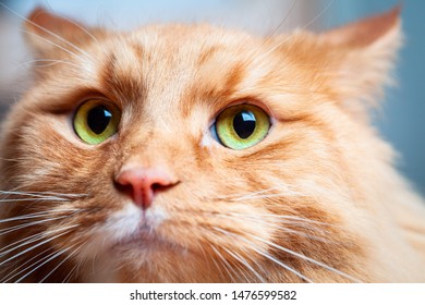 Ginger Cat With Beautiful Green Eyes - Extreme Closeup Portrait