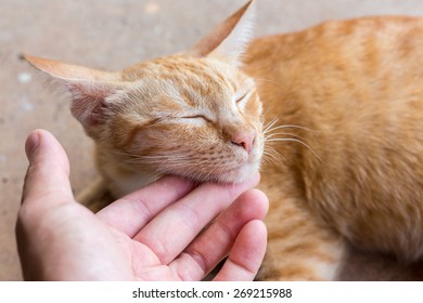 A Ginger Cat Is Being Rubbed At Her Chin