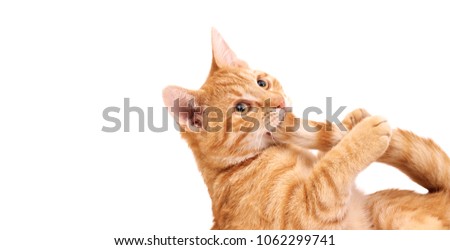 Ginger cat biting his tail. On white with empty space.