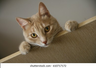 Ginger Cat With Bright Eyes Looking From Above