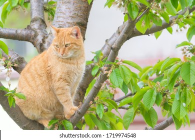 ginger cat in the cherry tree in spring season