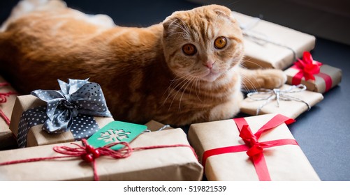 Ginger Cat And Christmas Gifts On Black Background