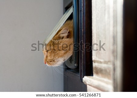 Similar – Image, Stock Photo The Hidden Cat Beautiful