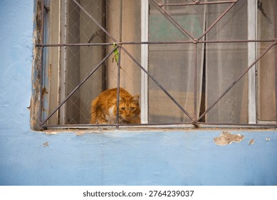 Ginger Cat Crouched On A Window Ledge Behind Metal Bars On A Weathered Blue Wall In Valparaiso, Chile