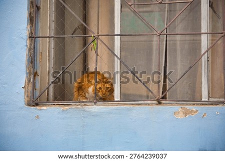 Ginger Cat Crouched On A Window Ledge Behind Metal Bars On A Weathered Blue Wall In Valparaiso, Chile