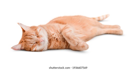 Ginger Cat Cute Sleeping On Isolated White Background