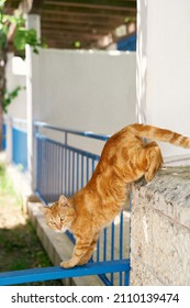 Ginger cat descends from a stone fence near the house - Shutterstock ID 2110139474