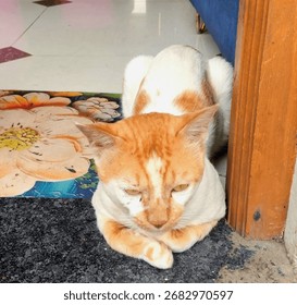 Ginger cat with dissatisfied expression
