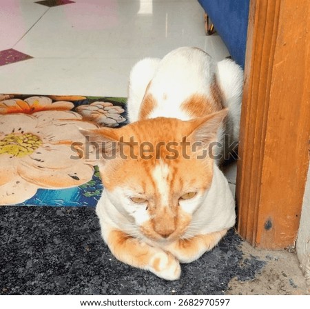 Ginger cat with dissatisfied expression