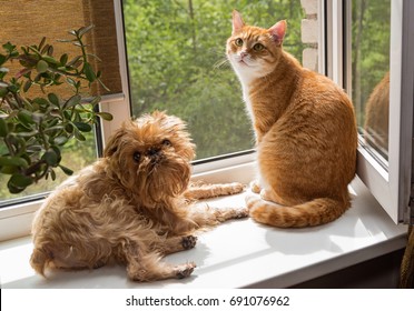 Ginger the cat and the dog sit on the windowsill and bask in the sun - Powered by Shutterstock