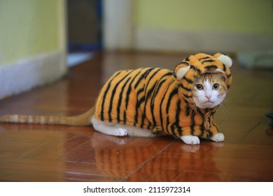 Ginger Cat Dress Like Tiger In New Year