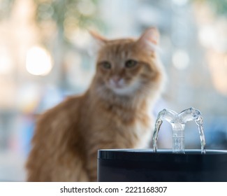 Ginger cat drinks fresh water from an electric drinking fountain. 