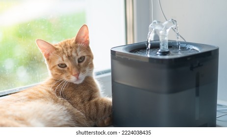 19 Cat Drinking Slow Motion Images, Stock Photos & Vectors | Shutterstock