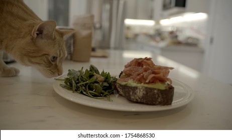 Ginger Cat Eating Avocado Toast. Cat Eating Human Food.              