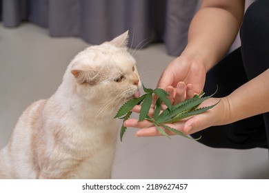 Ginger Cat Eating Cannabis Leaf