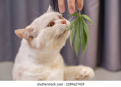 Ginger Cat Eating Cannabis Leaf