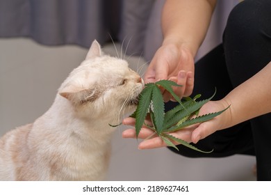 Ginger Cat Eating Cannabis Leaf