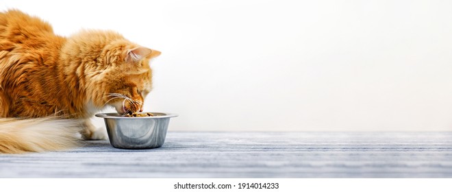 Ginger cat eating cat's food from a bowl. Banner, copy space.