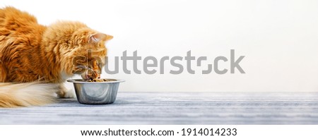 Ginger cat eating cat's food from a bowl. Banner, copy space.