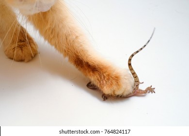 Ginger cat eating lizard, sitting on the floor . - Shutterstock ID 764824117